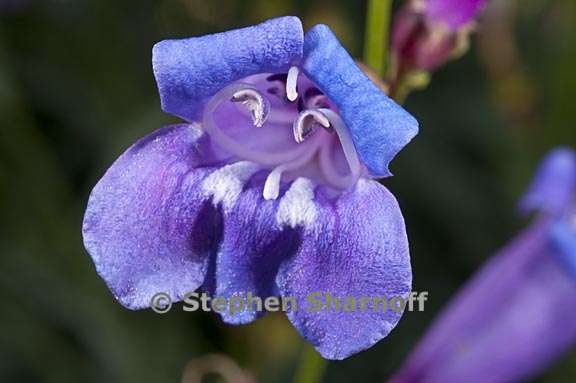 penstemon azureus var azureus 7 graphic